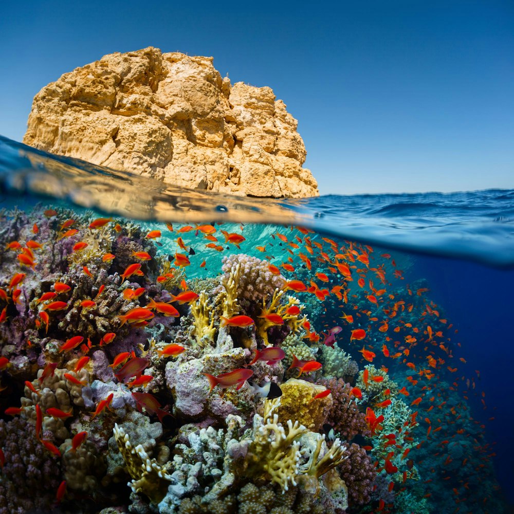 Red Sea underwater wonders