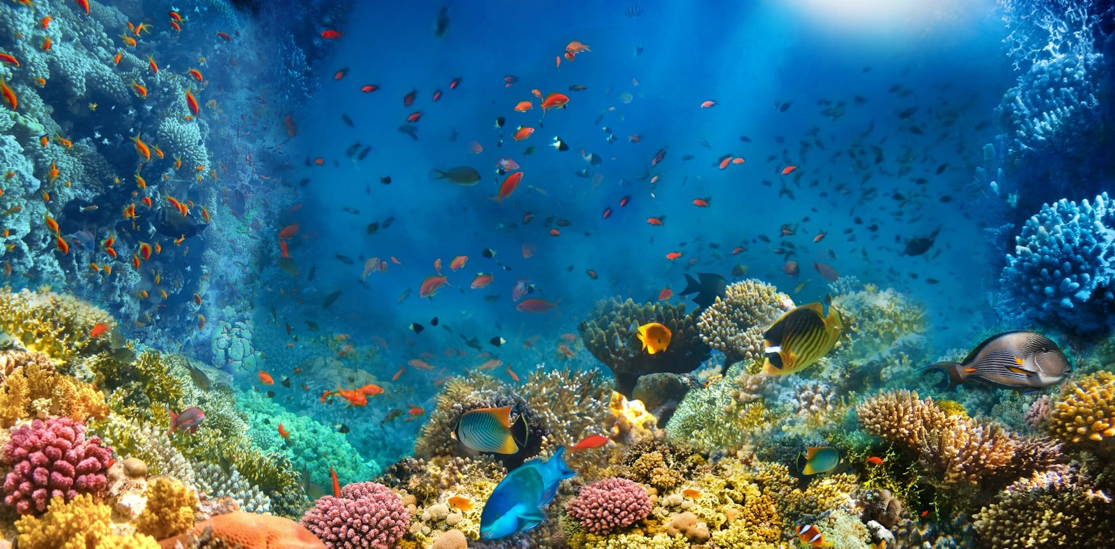Vibrant underwater life of coral reefs and brightly coloured fish in the Red Sea