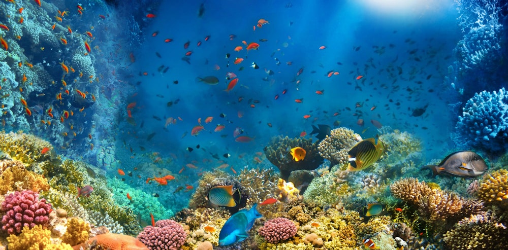 Vibrant underwater life of coral reefs and brightly coloured fish in the Red Sea