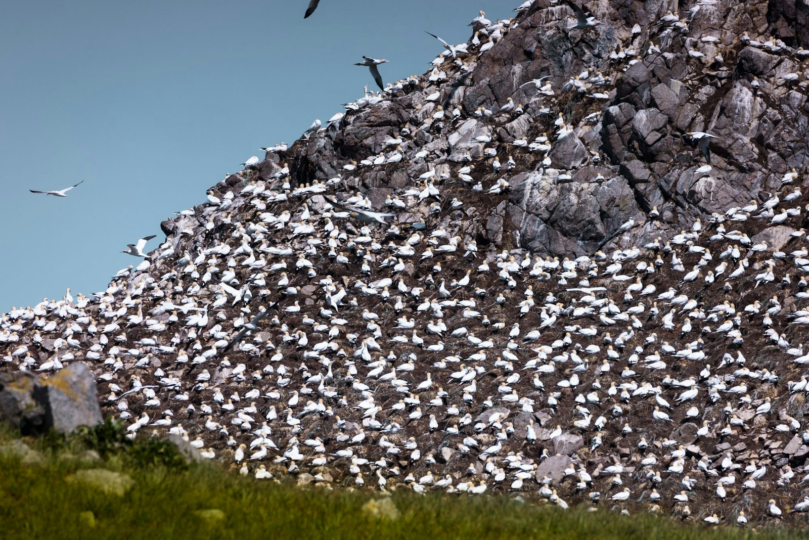 Fous de Bassan nichant sur l'île de Rouzic dans l'archipel des sept îles