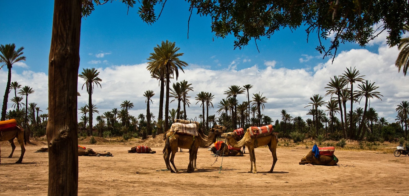 Camels waiting at the Palmeraie near Marrakech