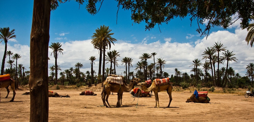 Camels waiting at the Palmeraie near Marrakech