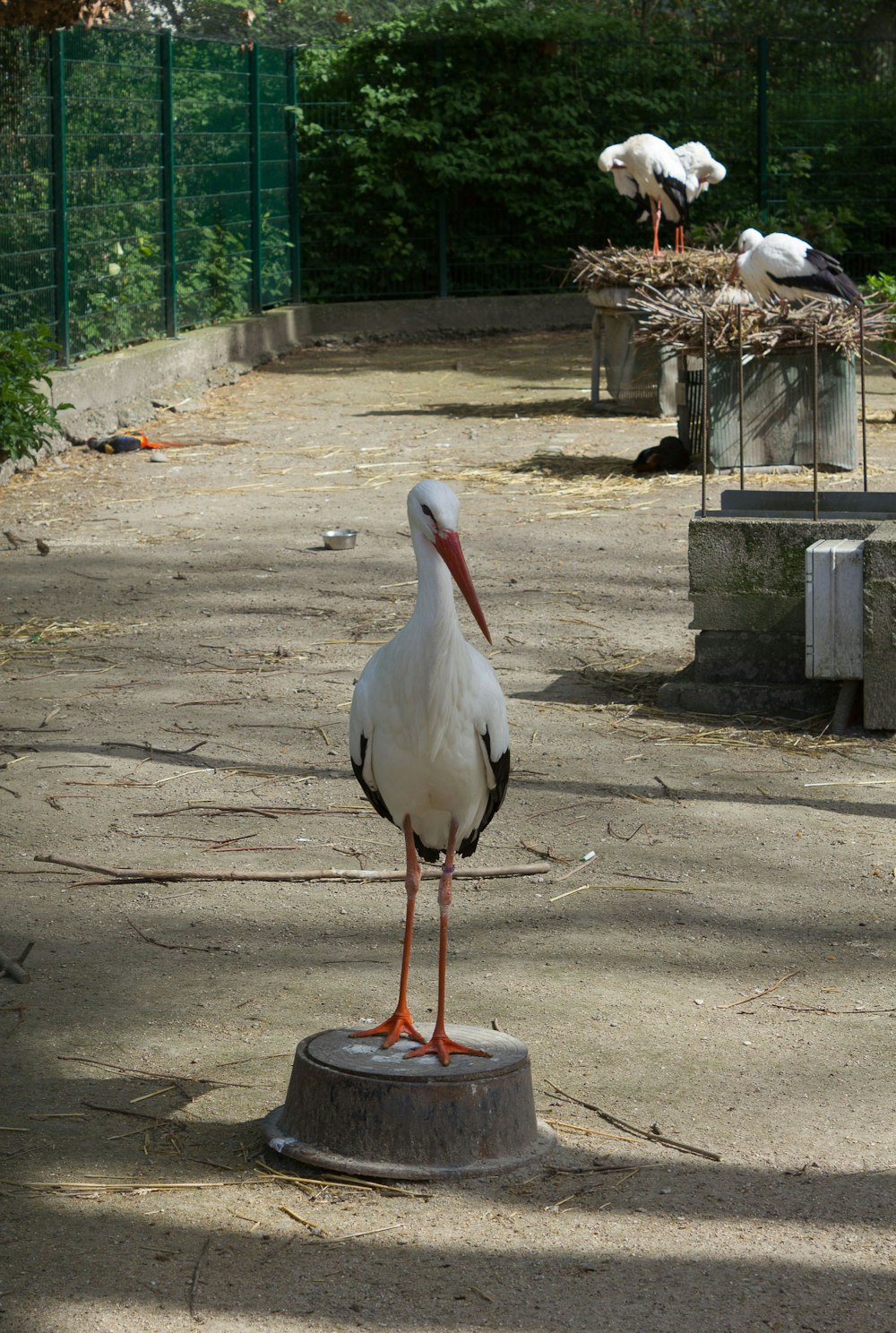Storks, the symbol of Alsace, in the Orangerie Park in Strasbourg