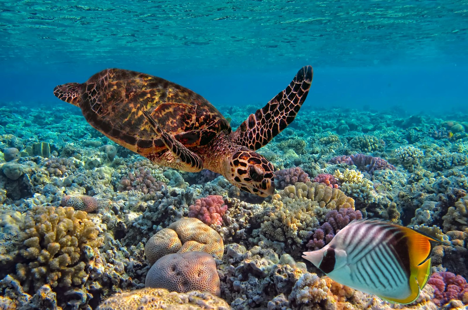 Vibrant marine life in the Maldives