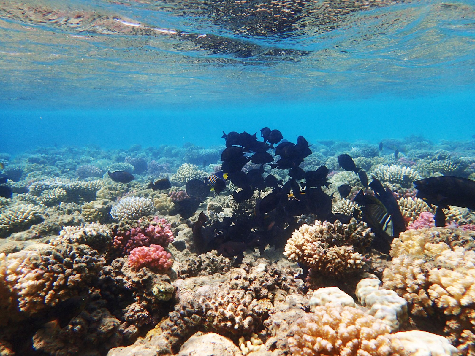 Korallenriff in Makadi Bay