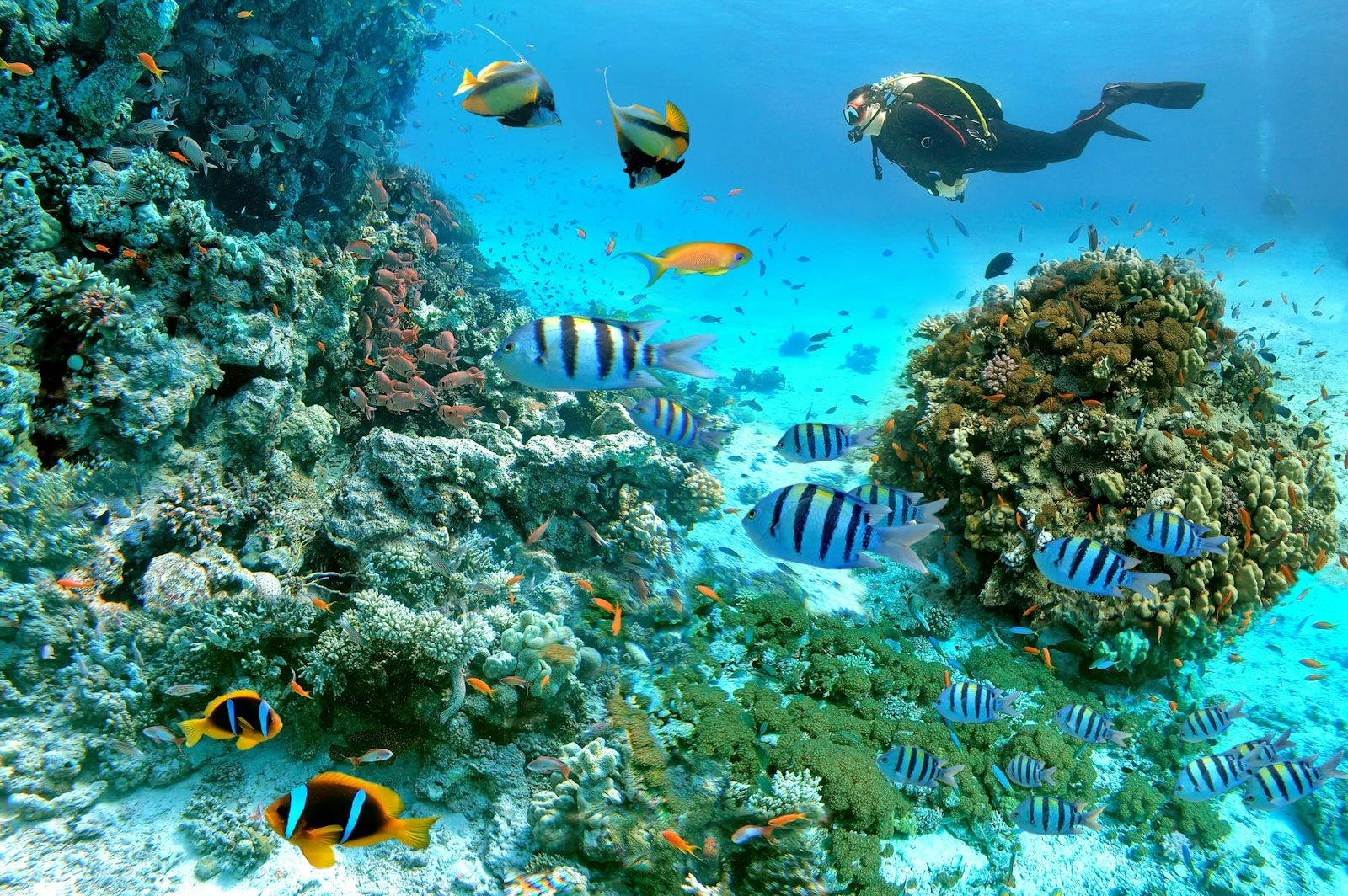 Underwater scene with exotic fishes with a diver and coral reef of the Red Sea