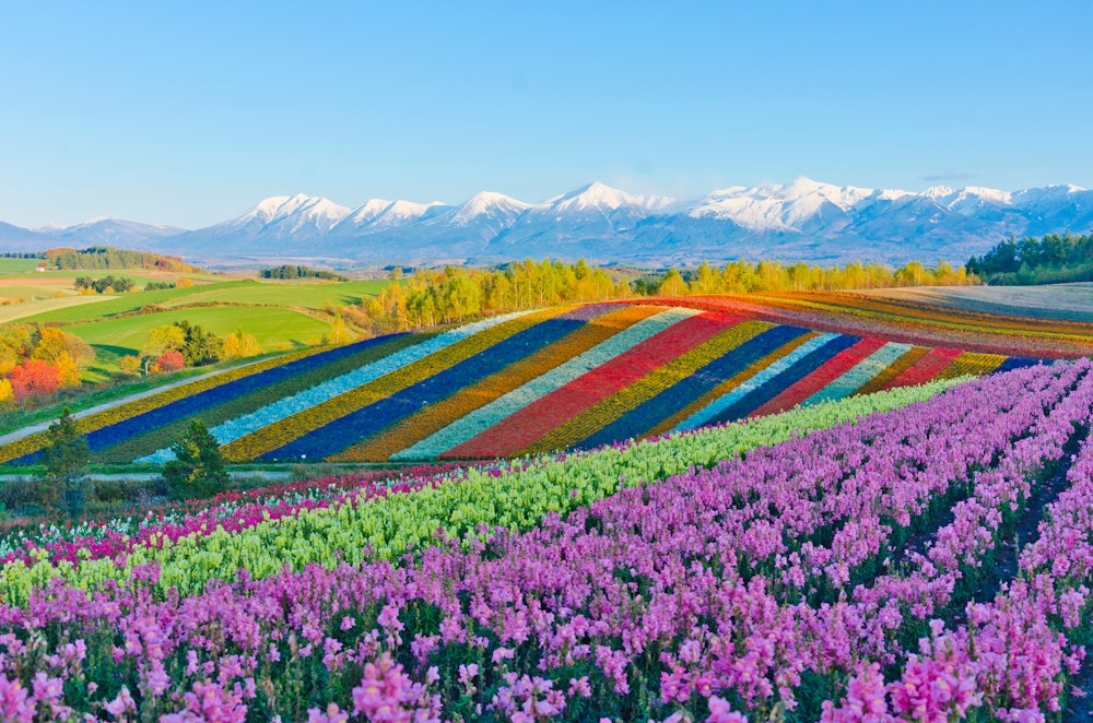 Rolling hills of Furano and Biei in summer