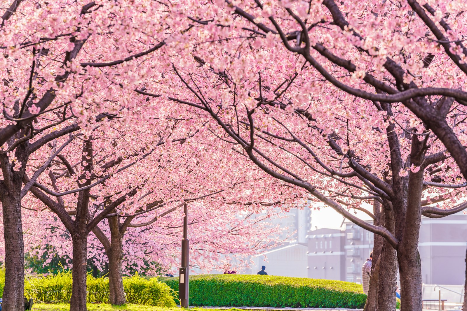 الربيع في اليابان، منتزه شيوئيري في طوكيو