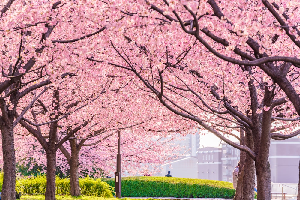 Spring in Japan, the Shioiri park in Tokyo