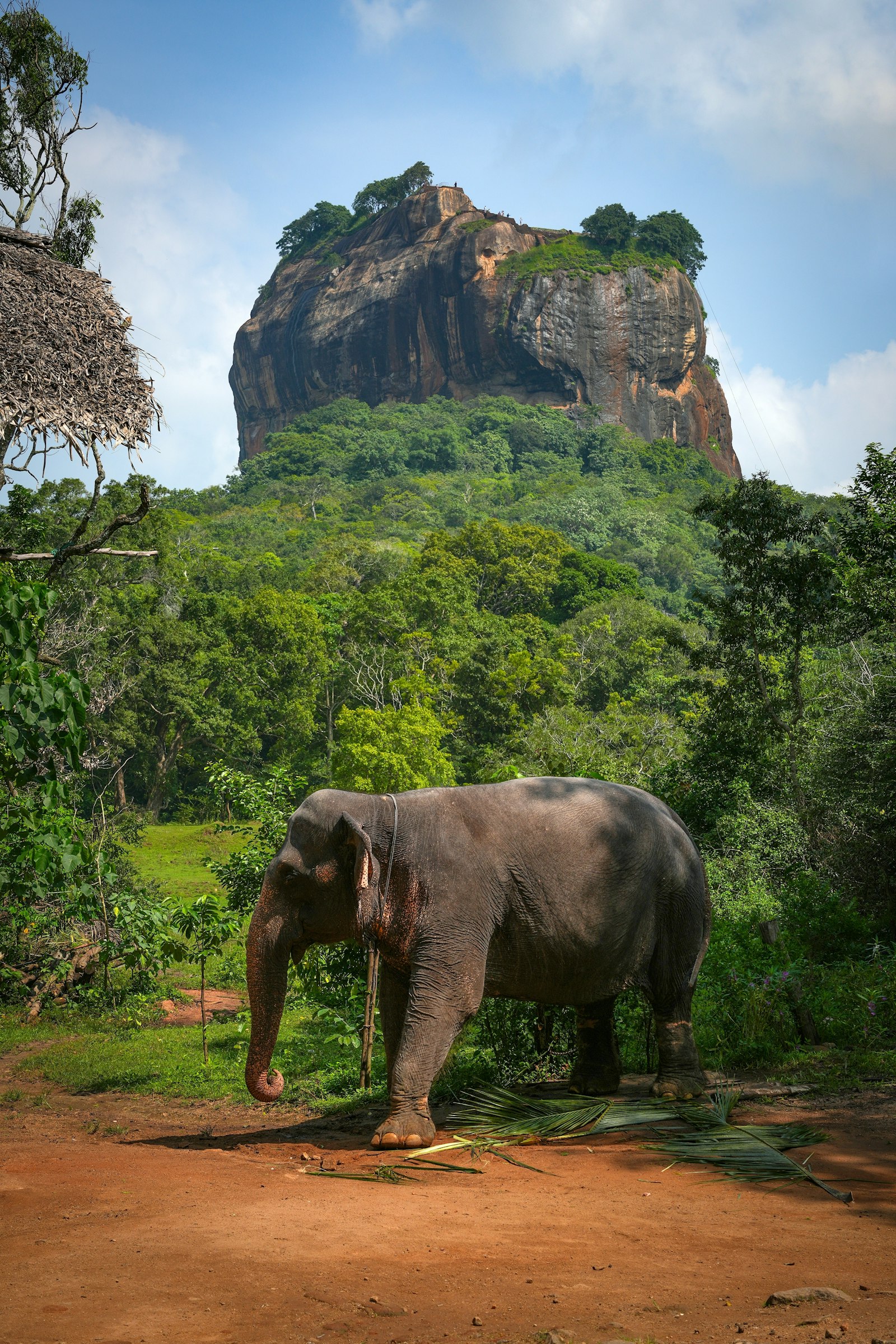 Éléphant près de la forteresse rocheuse de Sigiriya