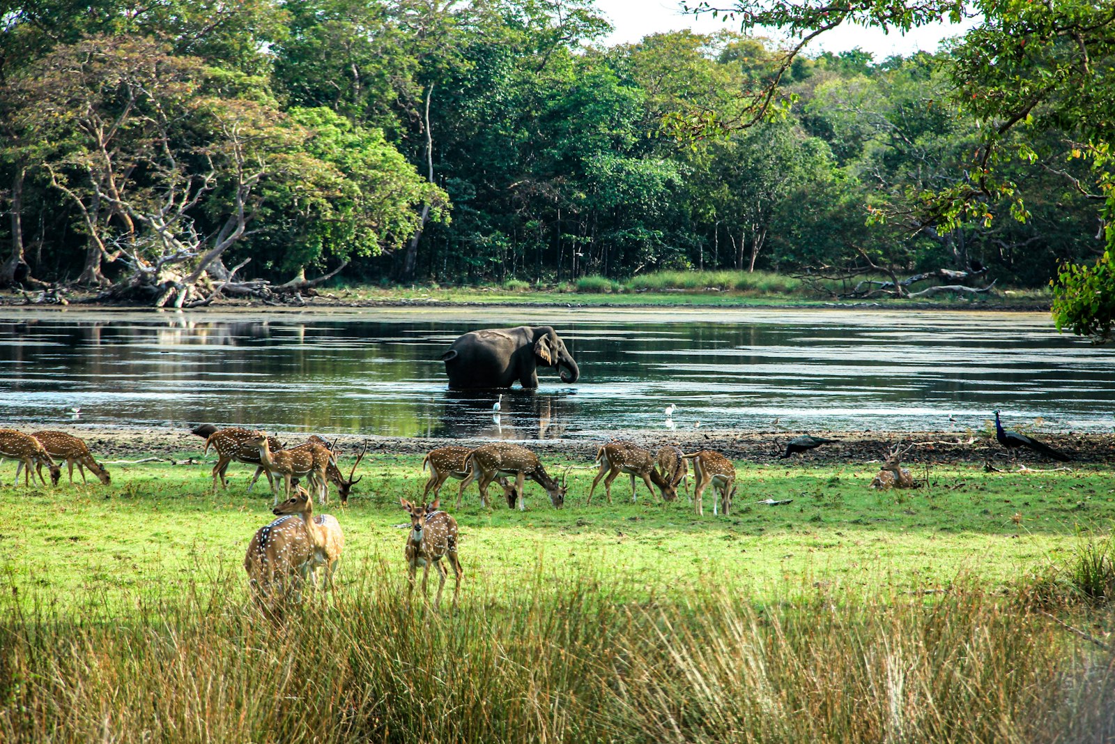 Faune sauvage au parc national de Wilpattu