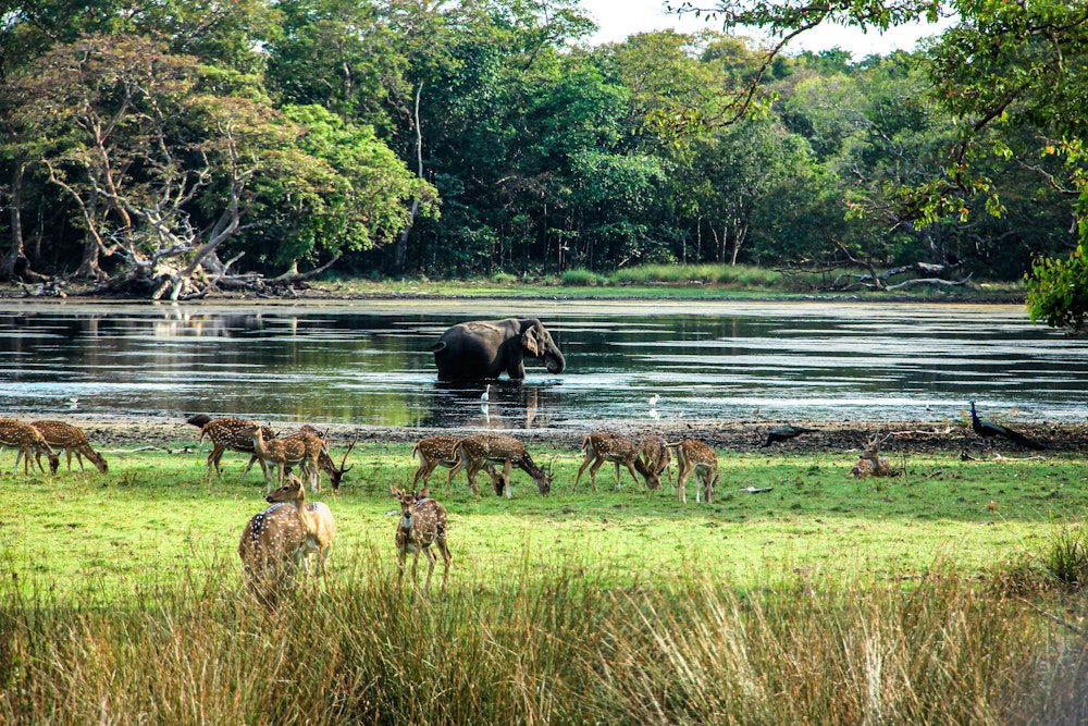 Wildlife at Wilpattu National Park