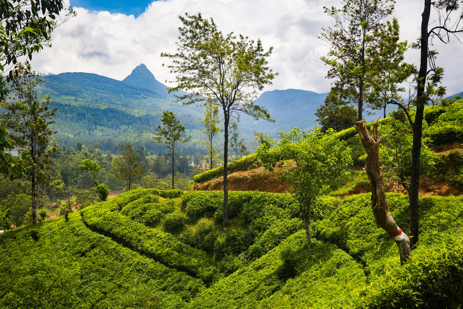 Plantations de thé dans les Hautes Terres centrales du Sri Lanka, près d’Ella et de Nuwara Eliya