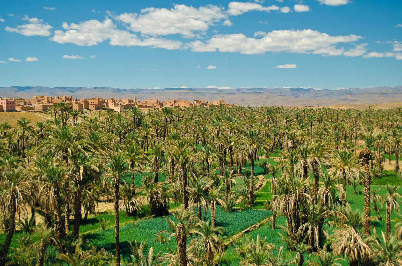 A vast palm oasis in the Draa Valley