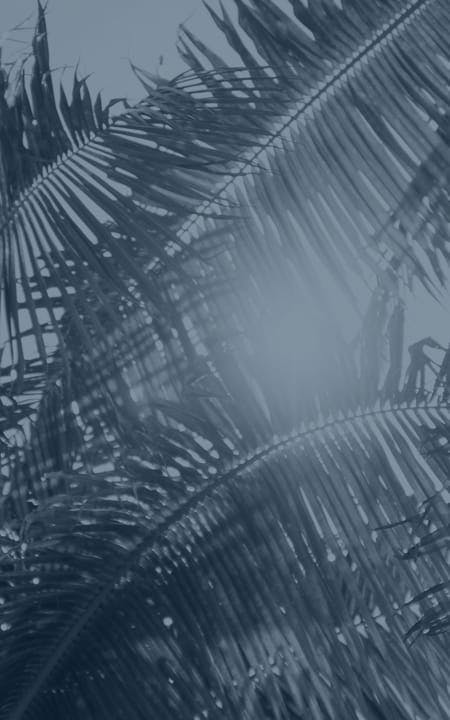 palm tree leaves