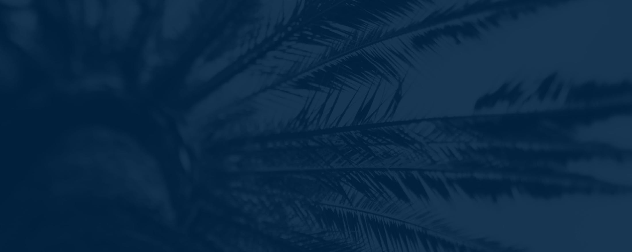 tree leaves