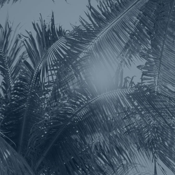 tree leaves