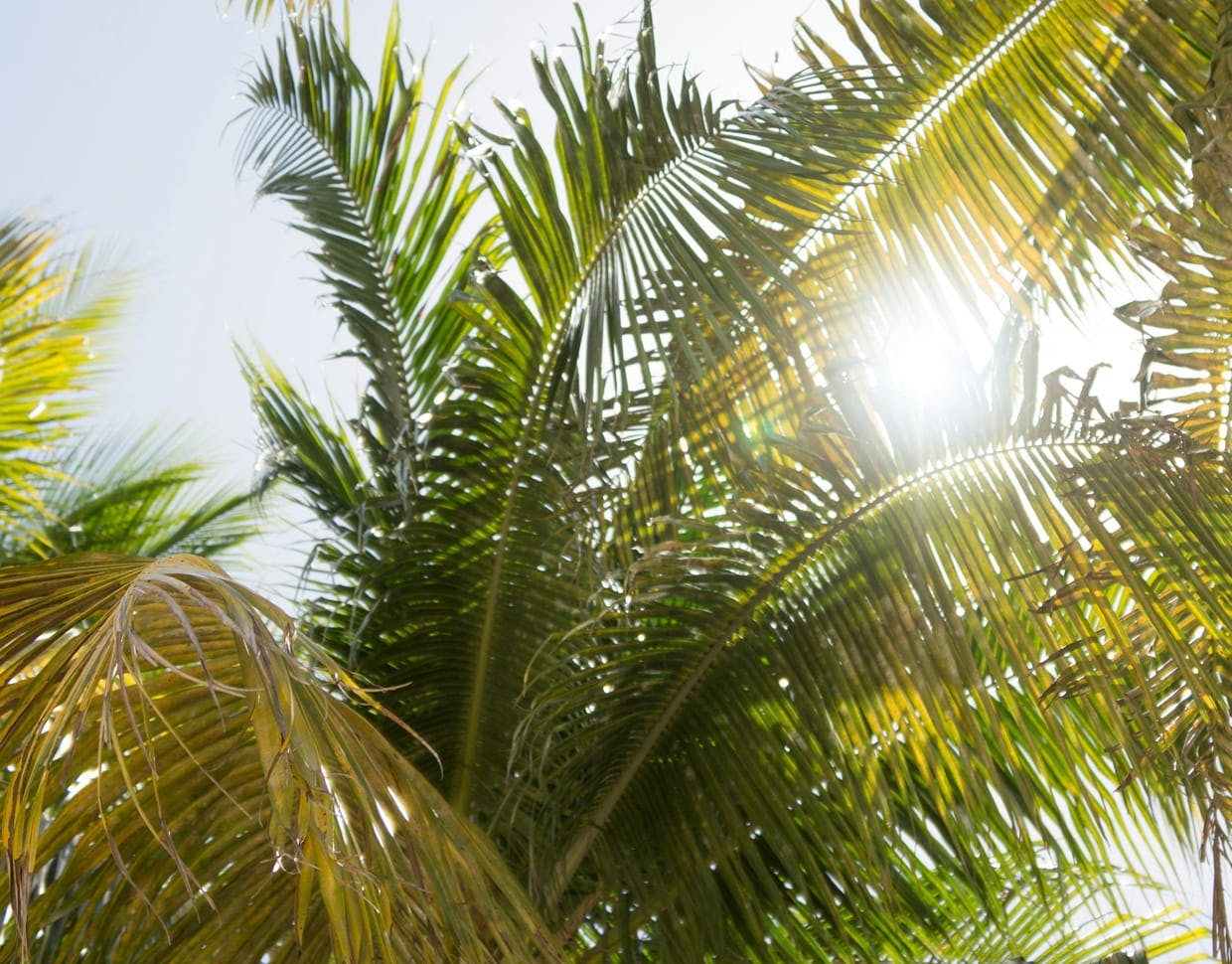 palm tree