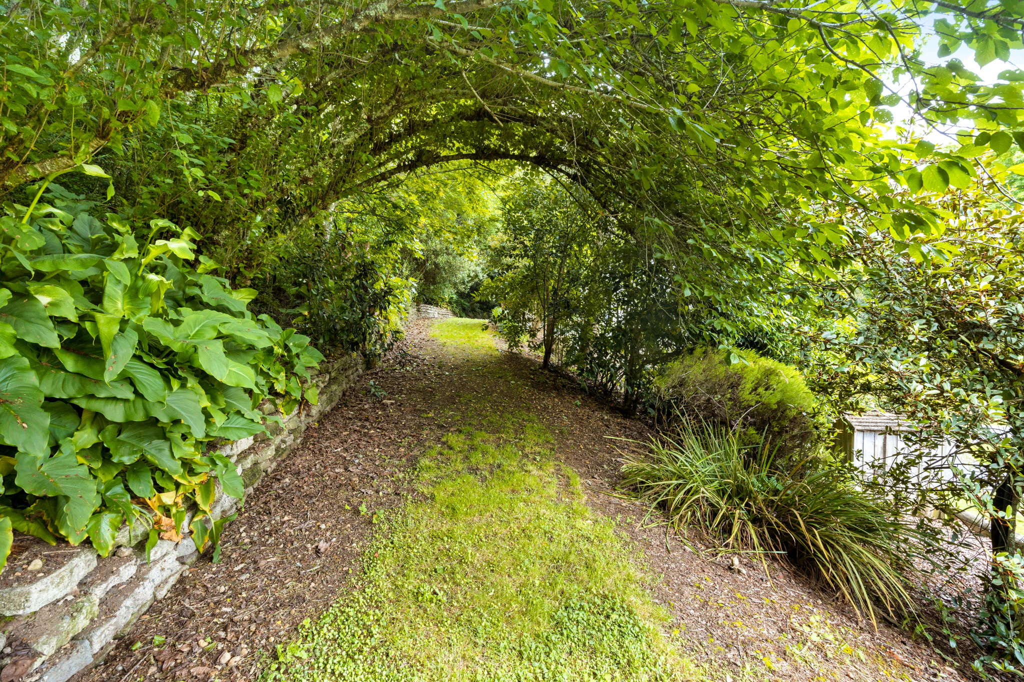 vegetation