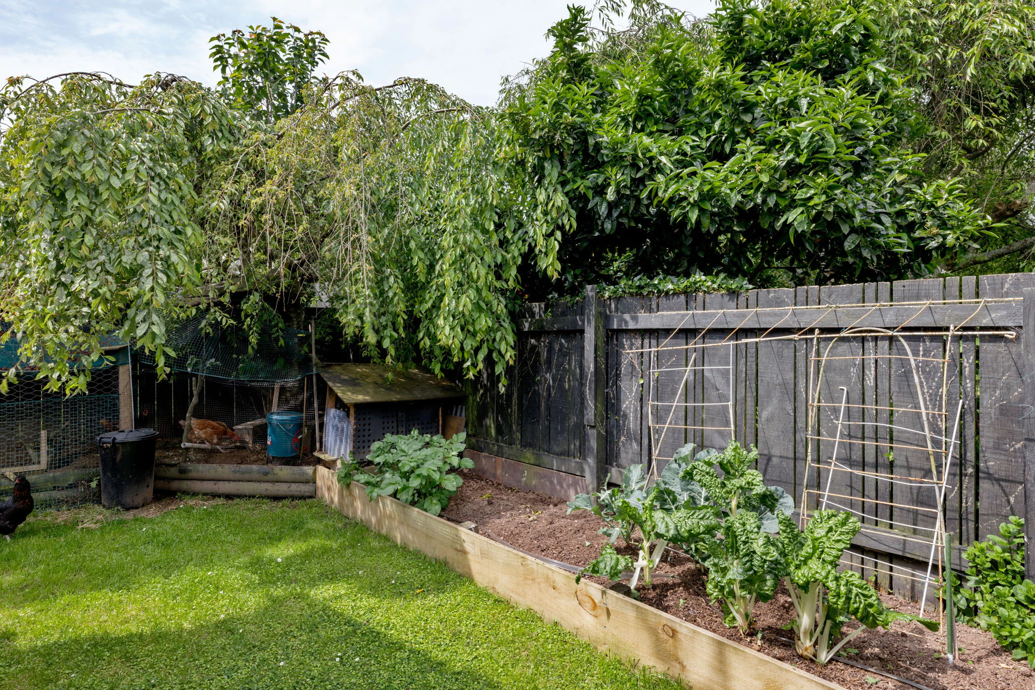 backyard