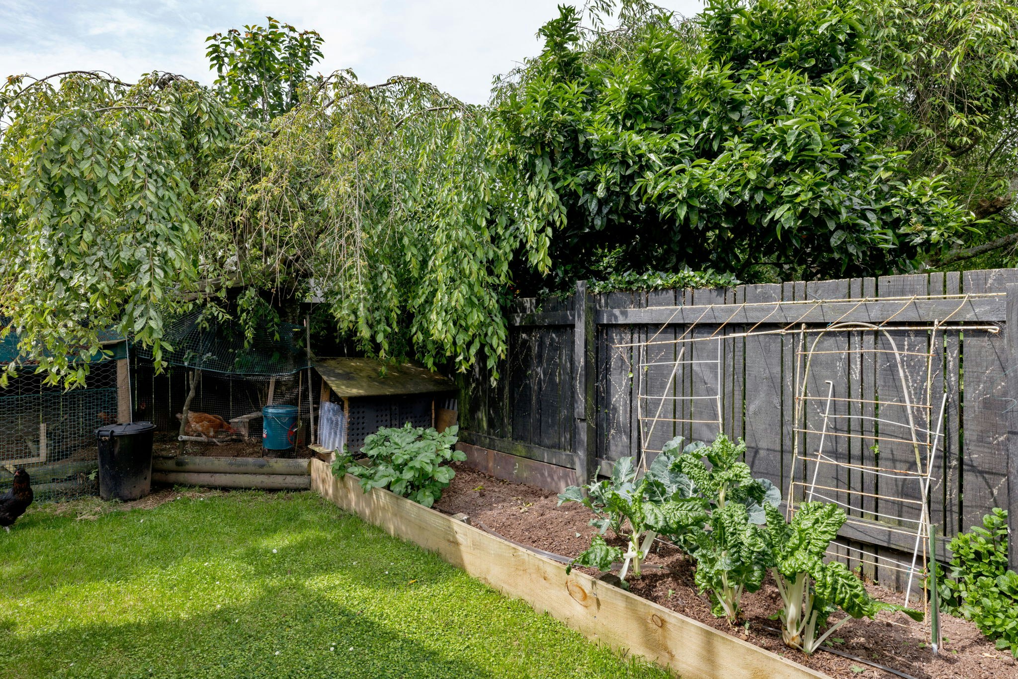 backyard