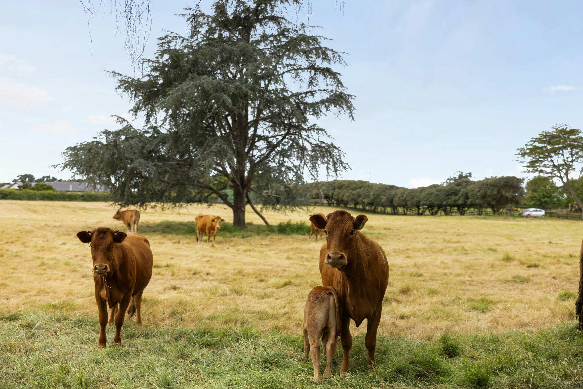 cattle