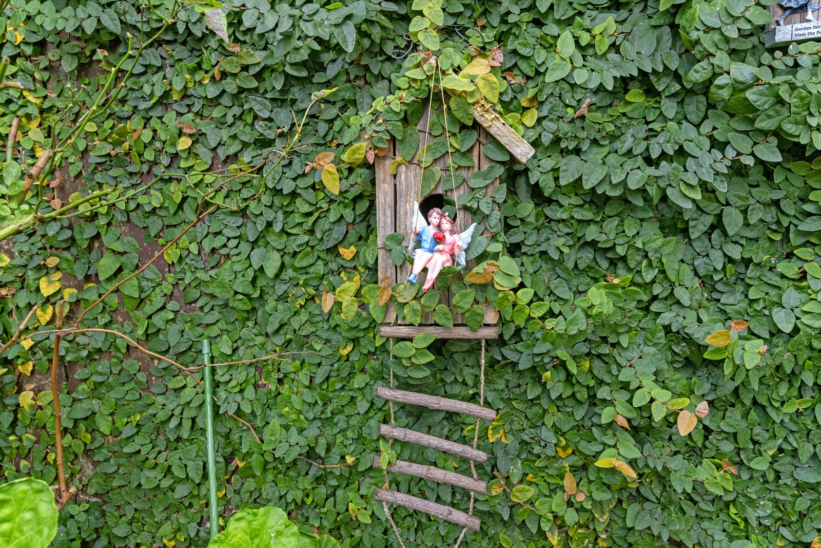 plant