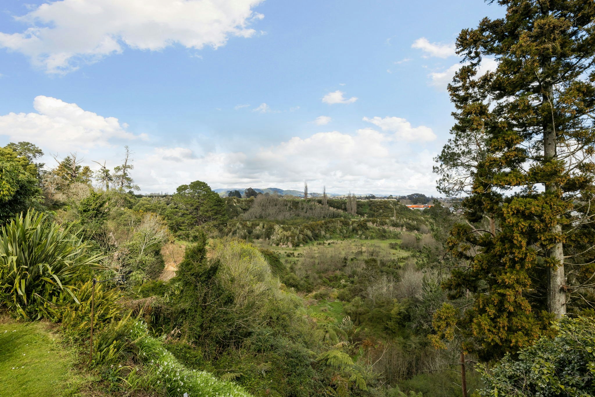vegetation