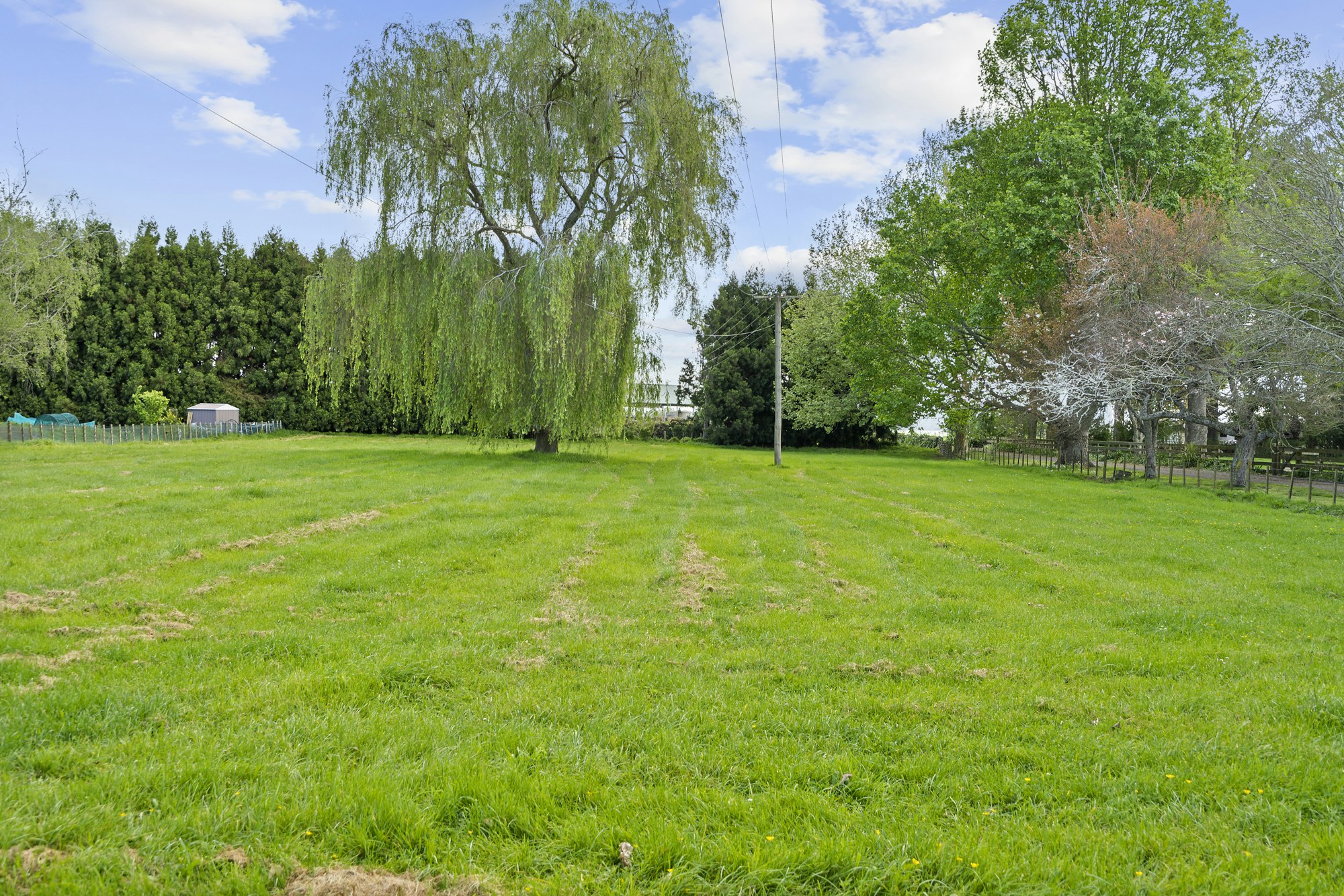 grass