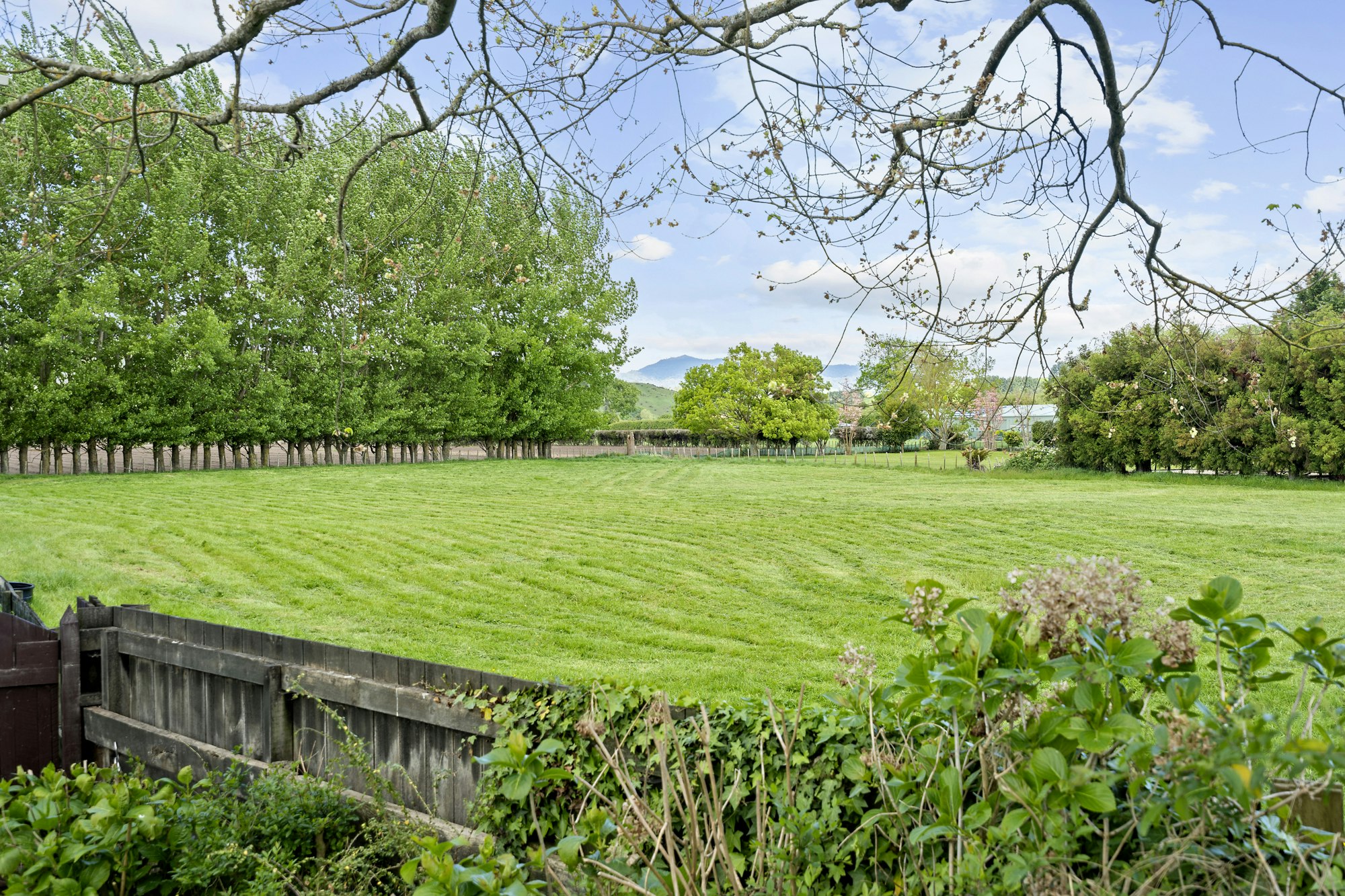 grass