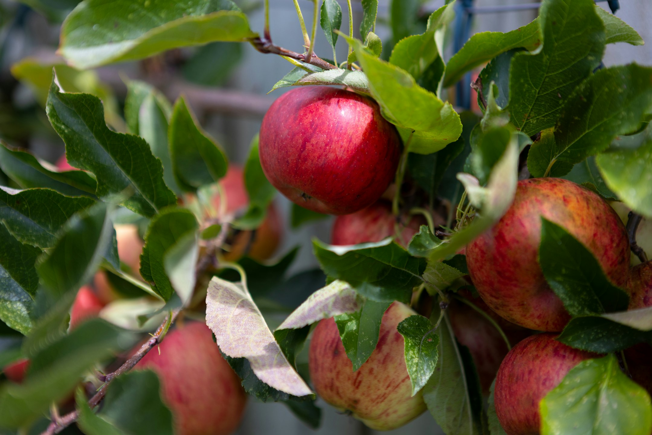 apple