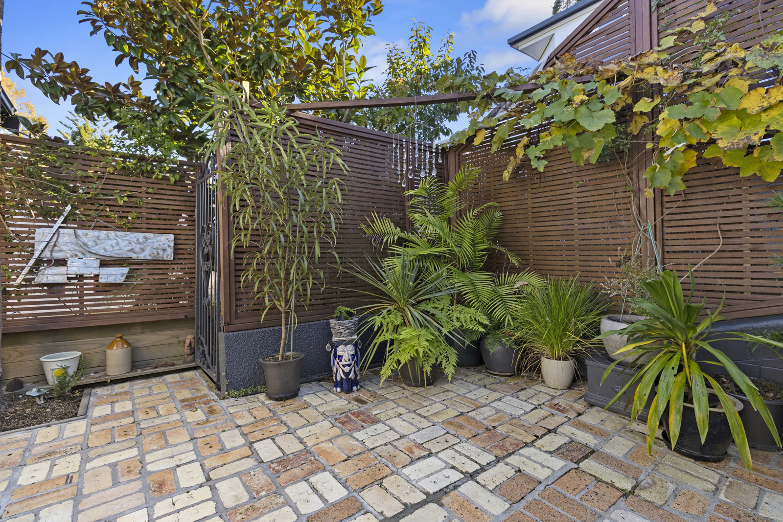 backyard