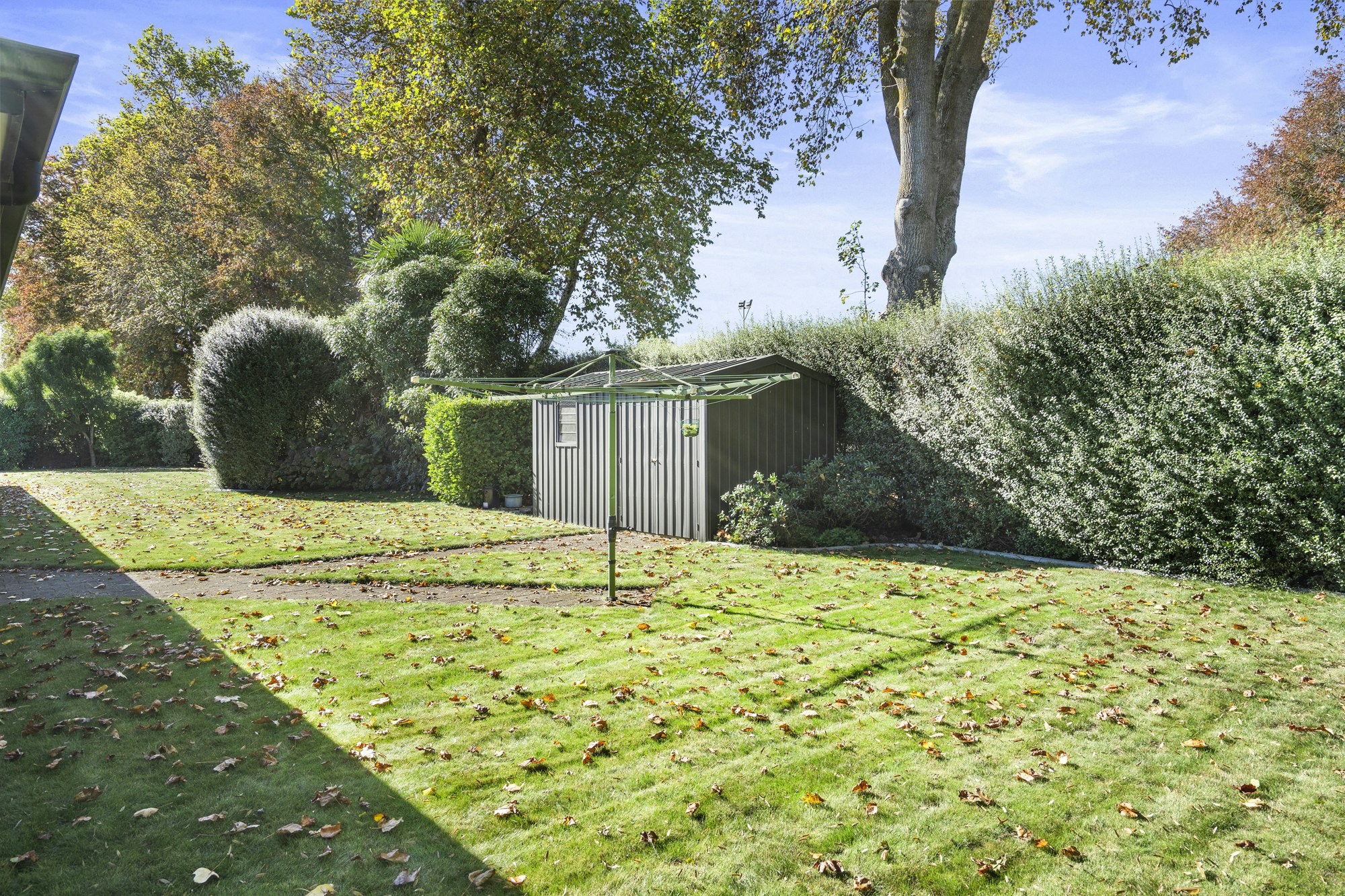 grass