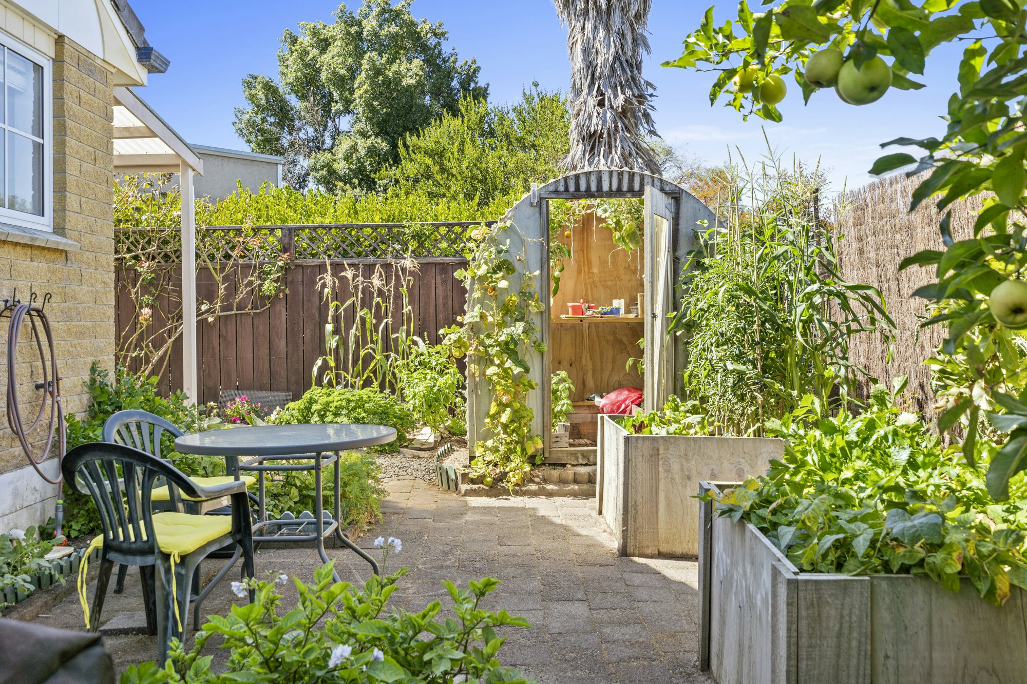 backyard
