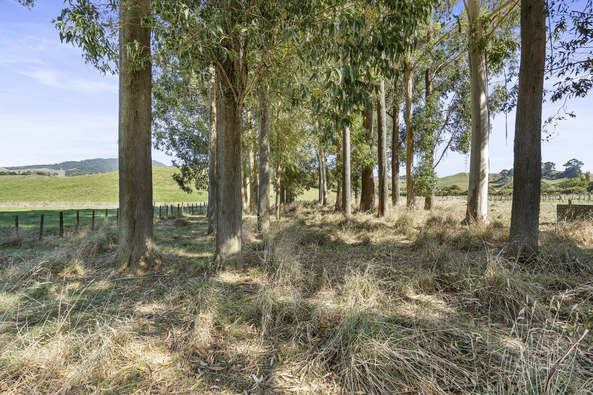 tree