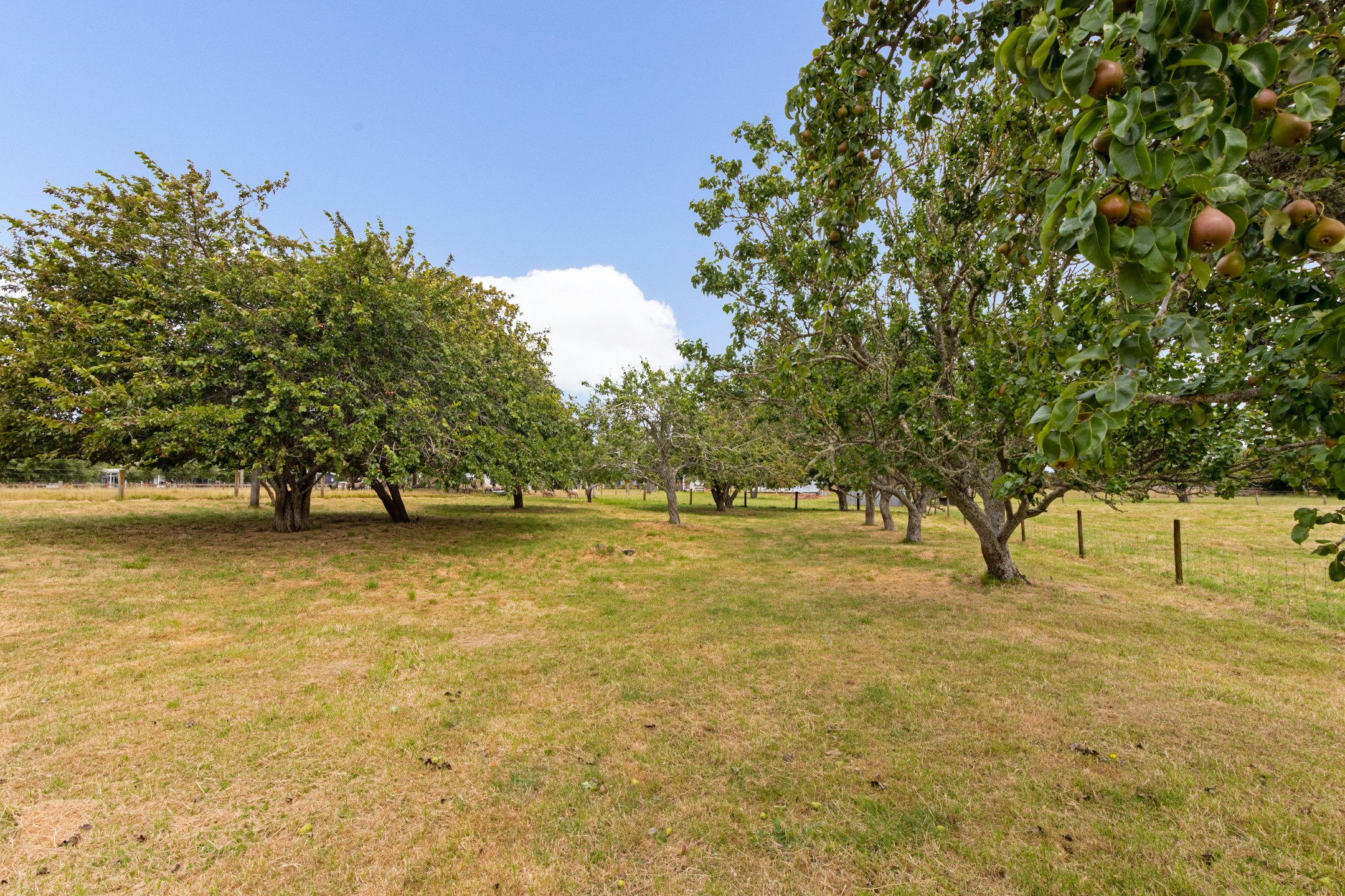 field