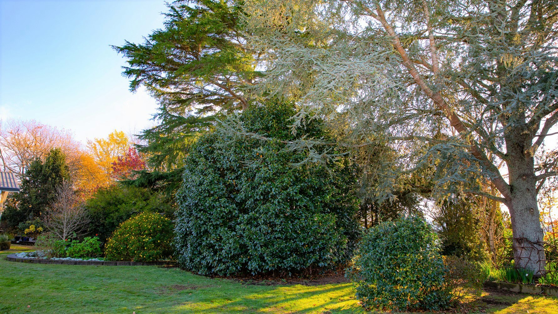 tree