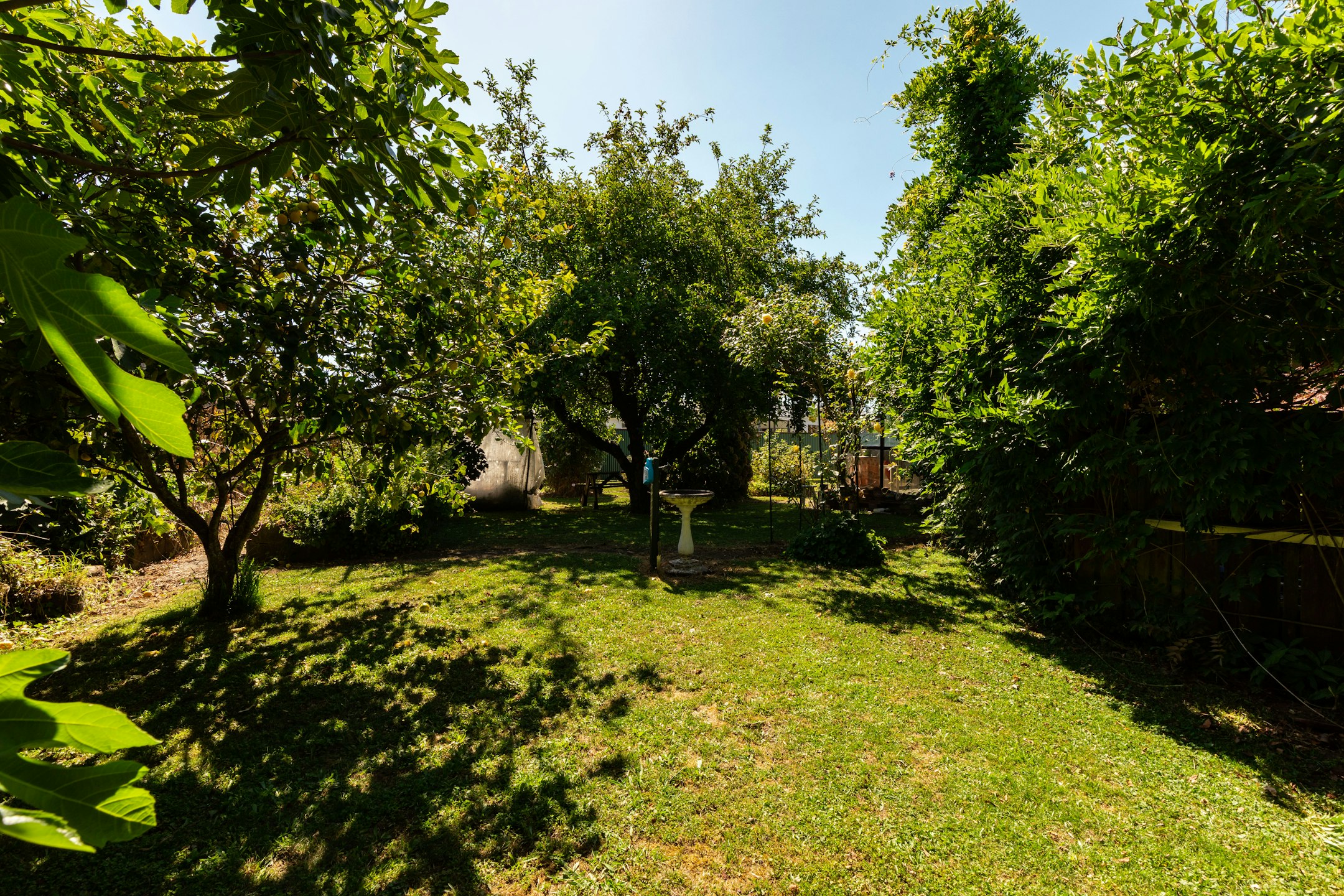 vegetation