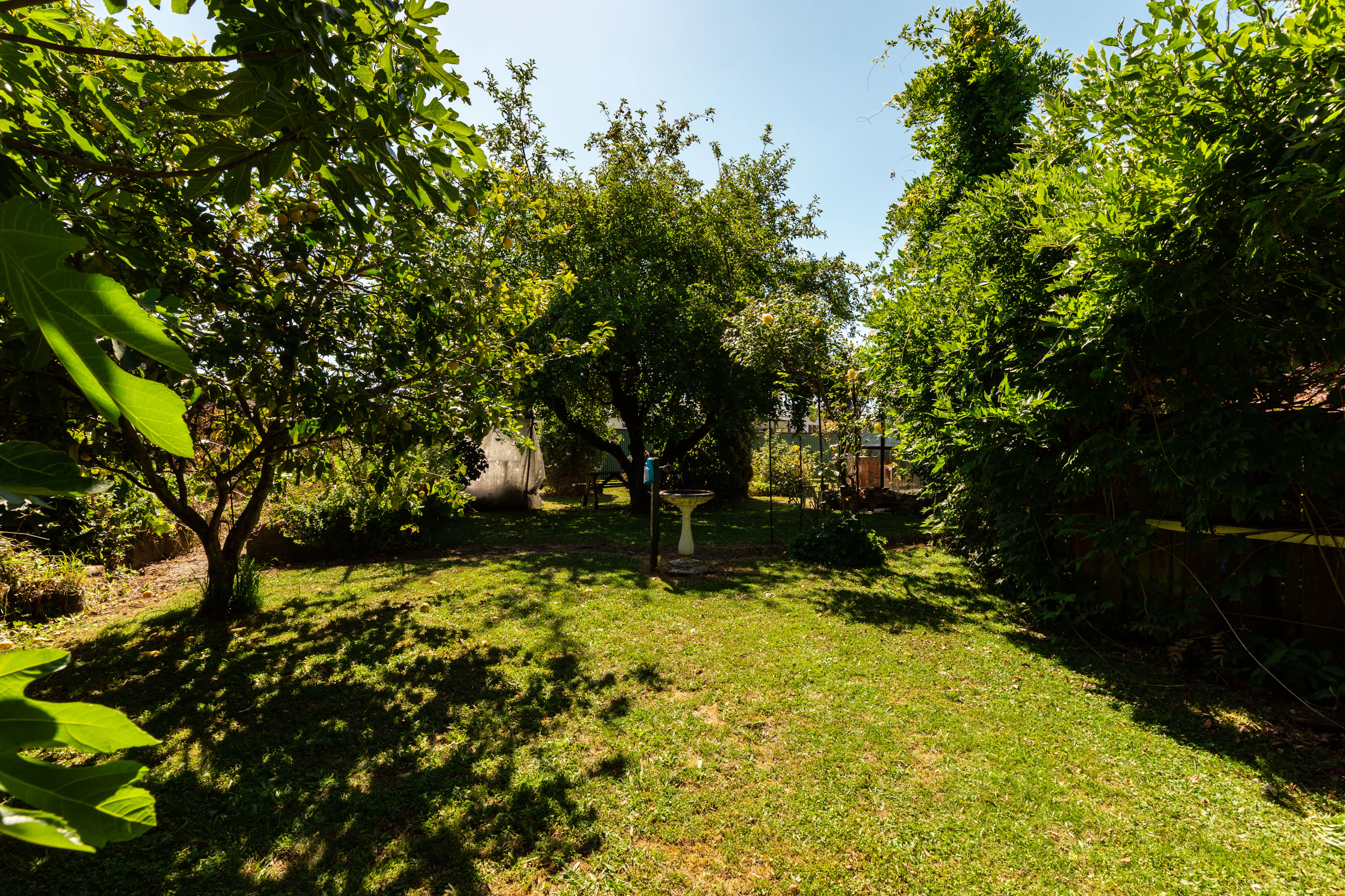 vegetation