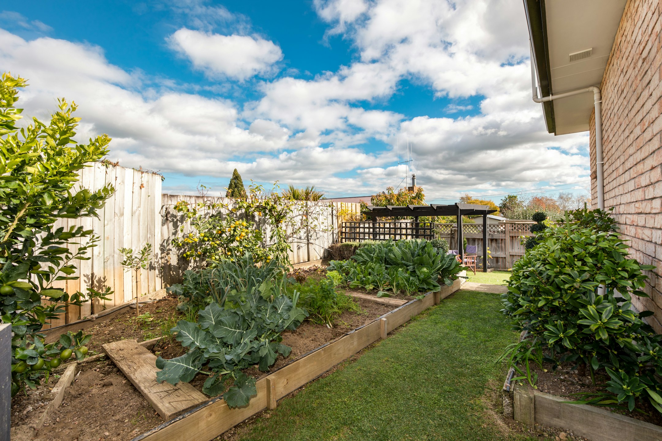 backyard