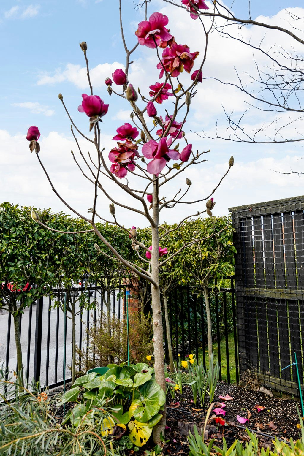 flower