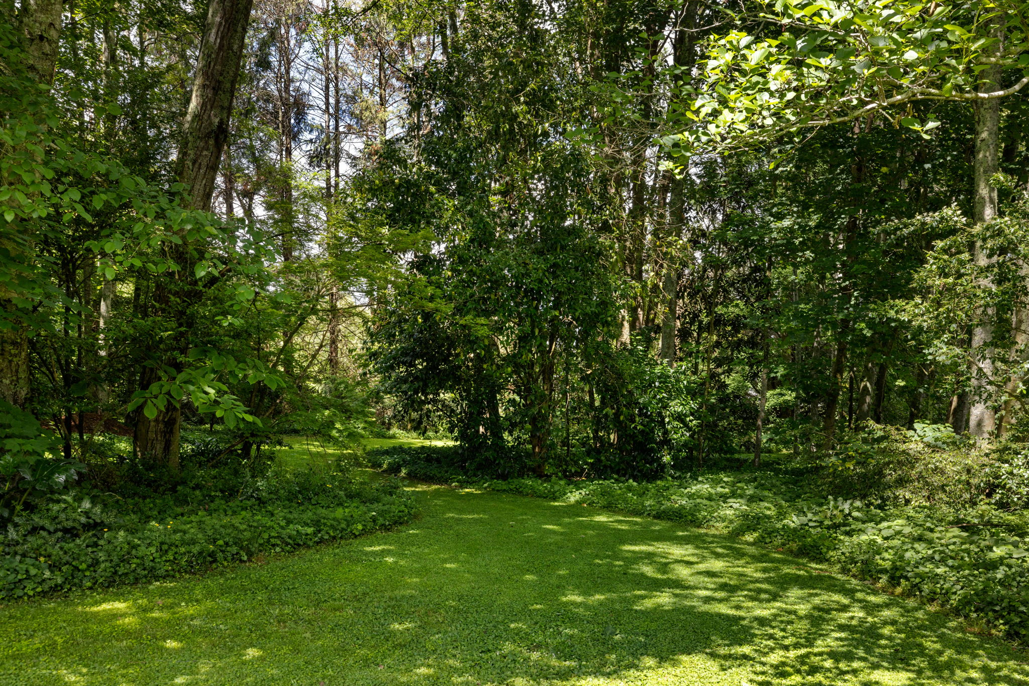 vegetation