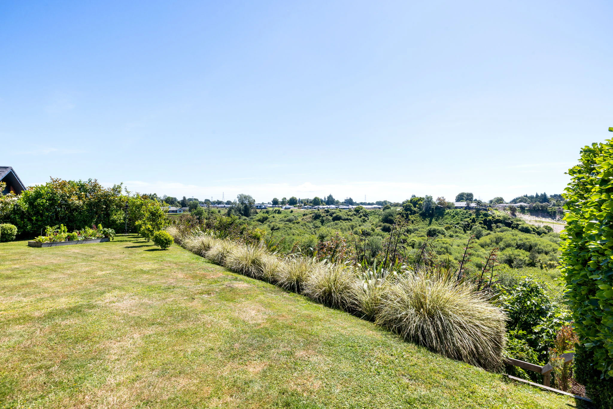 vegetation