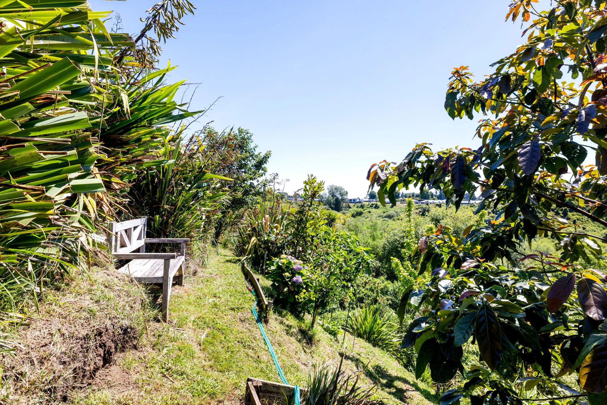 vegetation