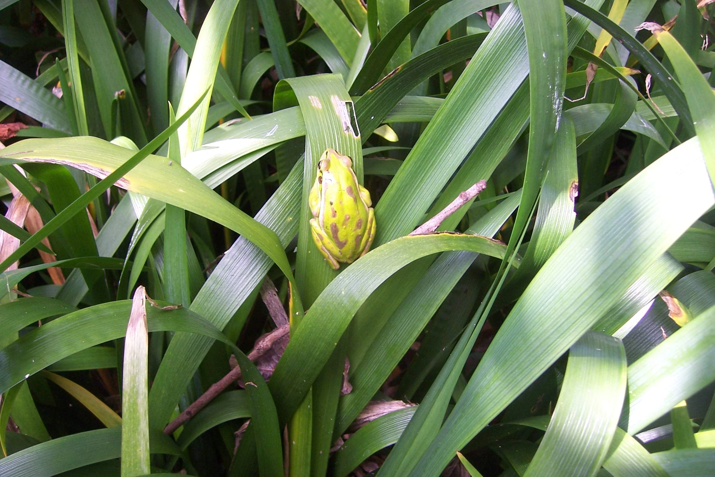 bud