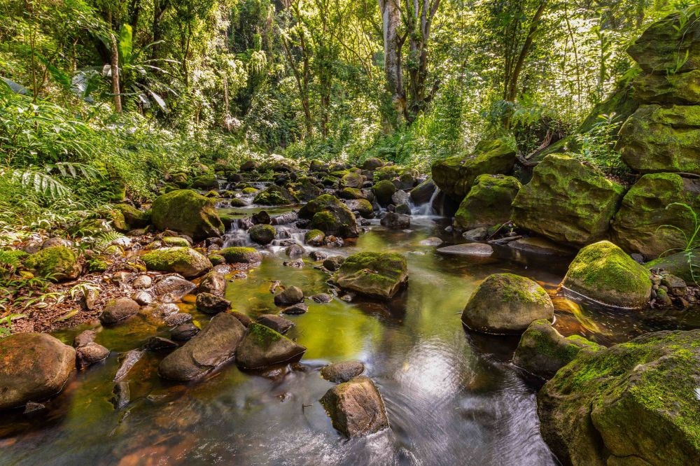 Bike or hike with family through the verdant forest
