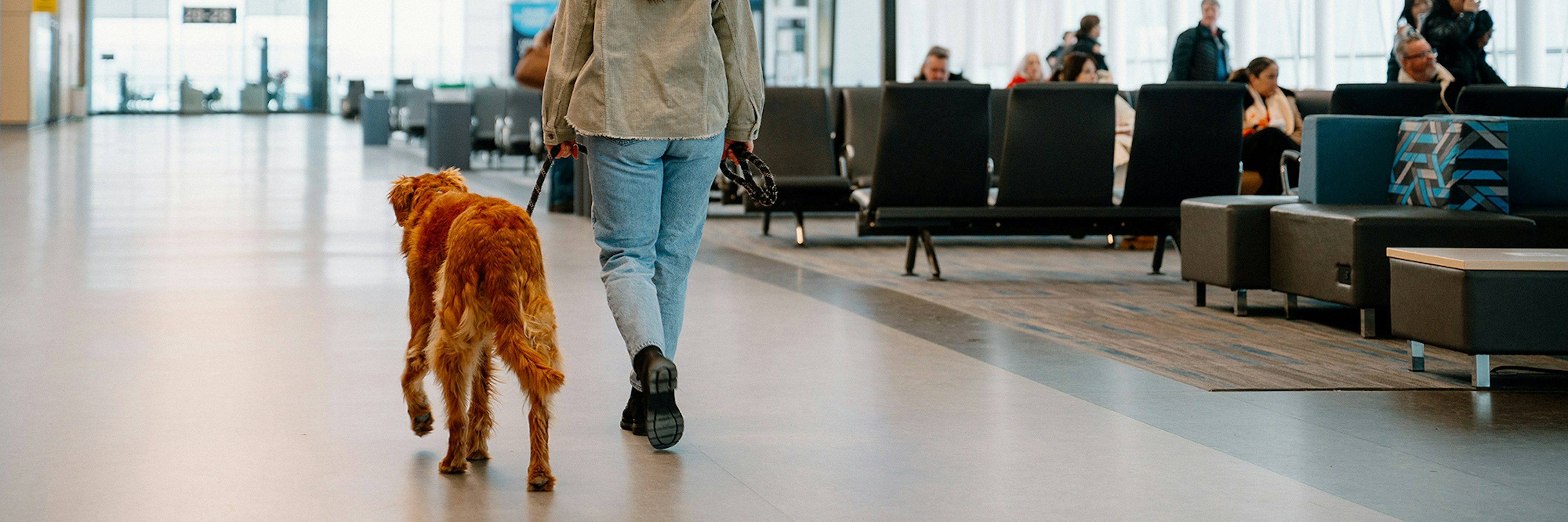 Une femme promène un golden retriever tenu en laisse dans un terminal d'aéroport baigné de lumière ; on aperçoit en arrière-plan des personnes assises et de grands panneaux indiquant les portes d'embarquement.