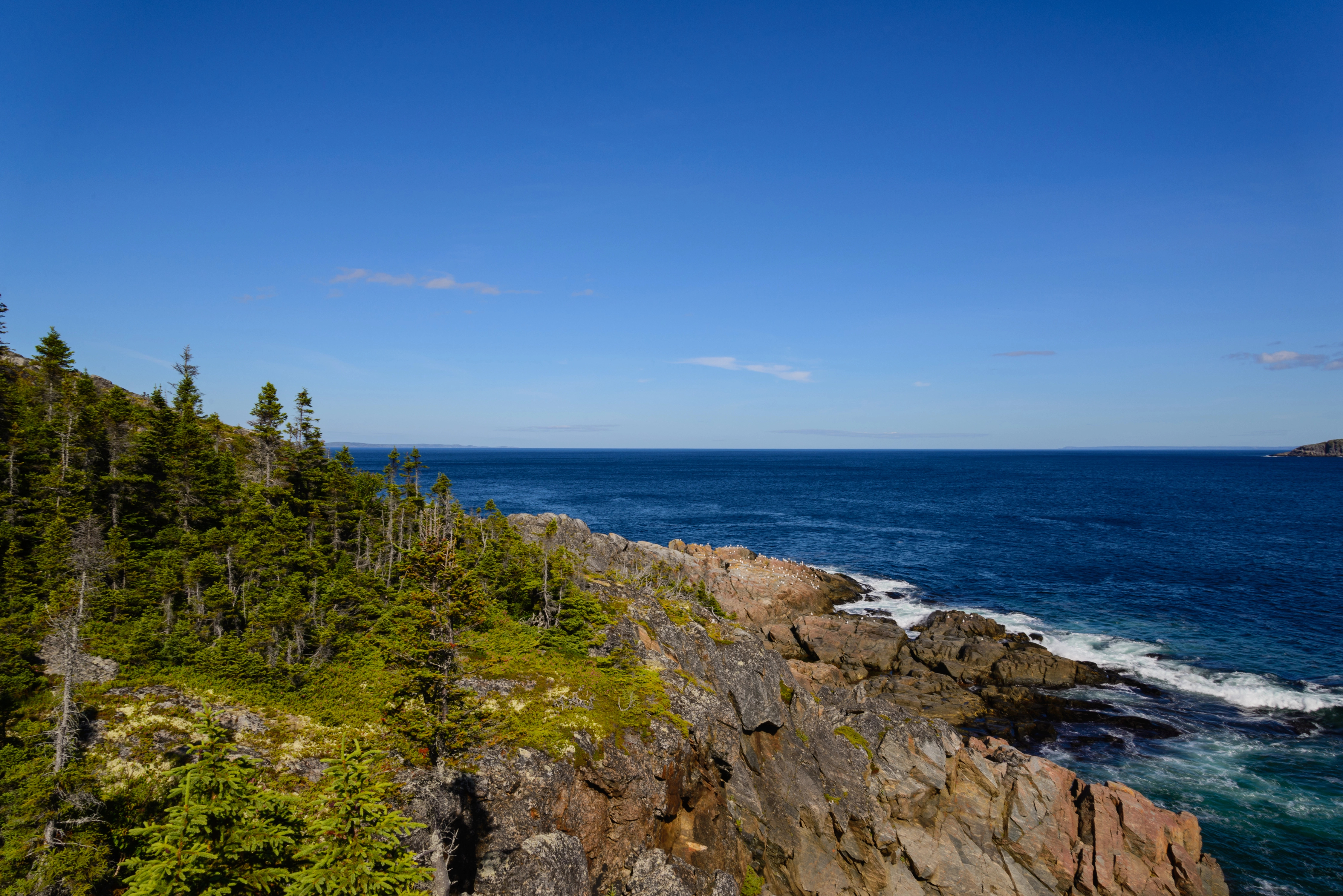 Une côte rocheuse bordée d'arbres à feuillage persistant sur la gauche, les vagues bleues de l'océan venant se briser contre les rochers, et un ciel bleu clair et éclatant au-dessus.