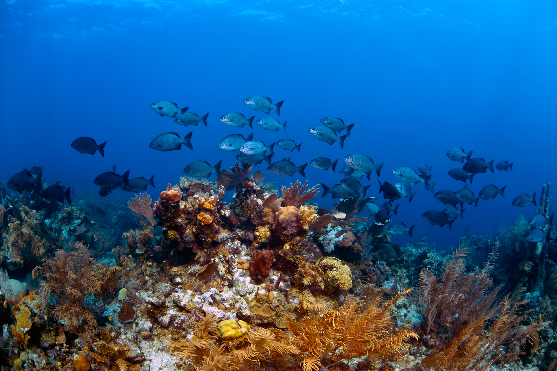 Poissons nageant au-dessus de coraux à Roatán, au Honduras
