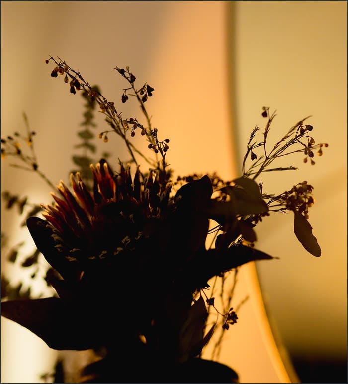 plant near a mirror